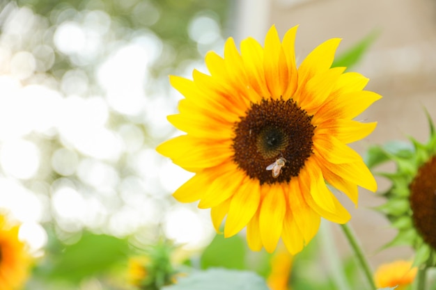 Un tournesol avec une petite tache blanche au centre.