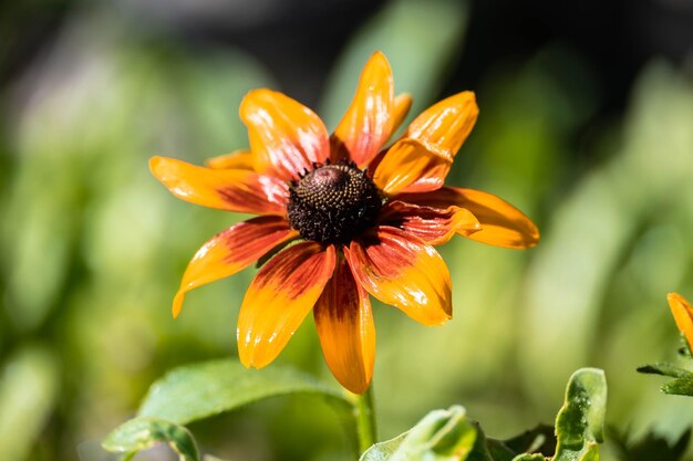 tournesol en phase de croissance.