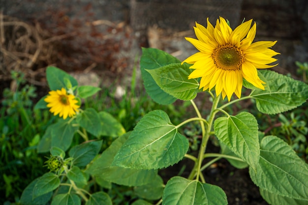 Le tournesol pousse dans le domaine au printemps