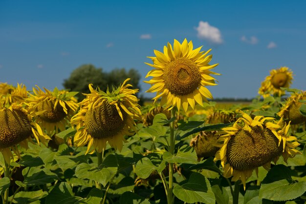 Tournesol qui fleurit dans un champ de tournesol.