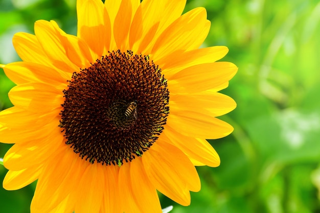 tournesol qui fleurit dans le champ