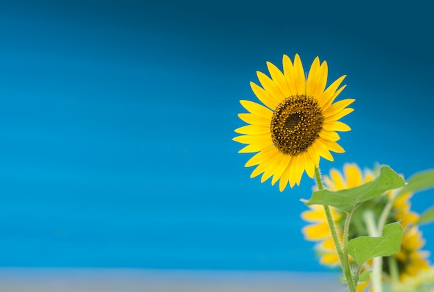 Tournesol qui fleurit dans le fond de la maison bleue.