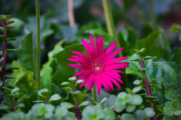 Tournesol rouge