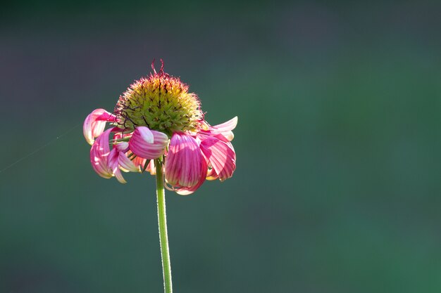 Tournesol rouge