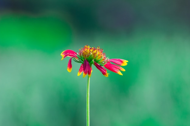 Tournesol rouge