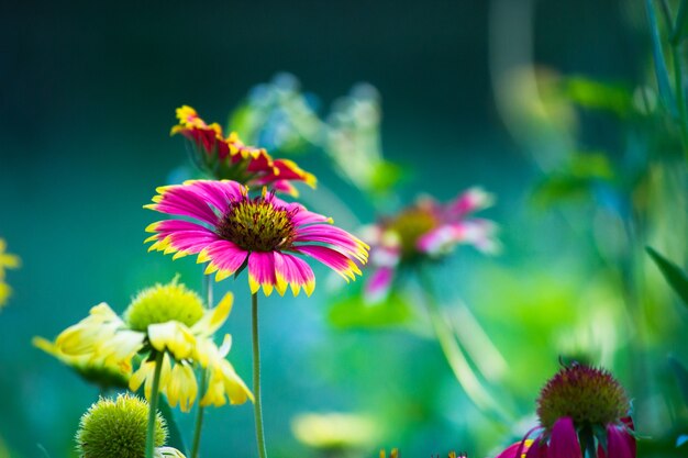 Tournesol rouge