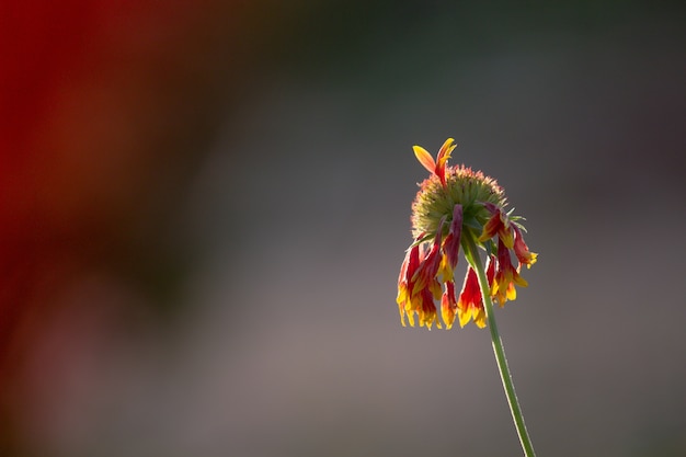 Tournesol rouge