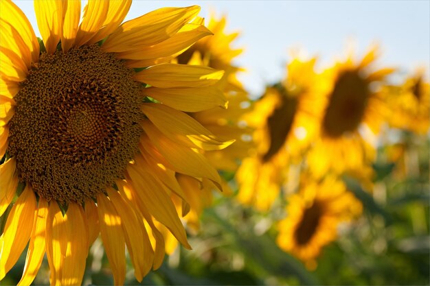 Un tournesol avec le soleil qui brille dessus