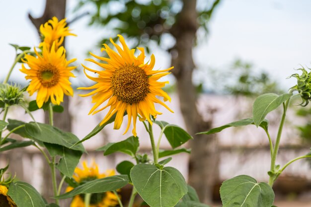 Tournesol sous ciel bleu, fleur