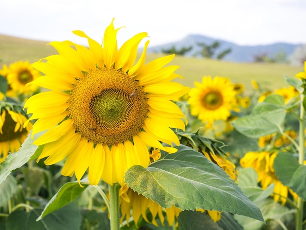 Tournesol sous un ciel bleu nuageux