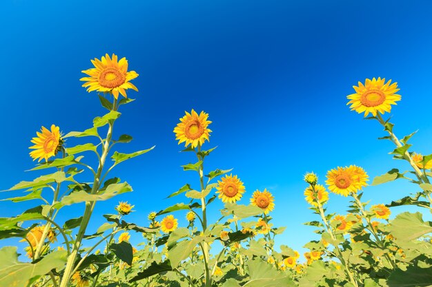 Tournesol sous le ciel bleu.