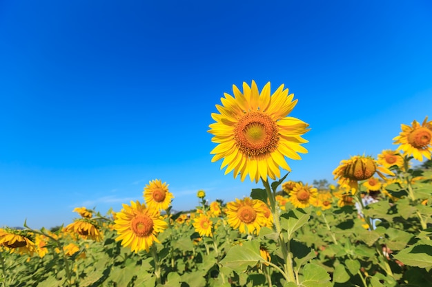 Tournesol sous le ciel bleu.