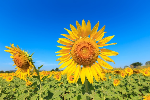 Tournesol sous le ciel bleu.