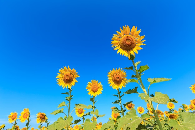 Tournesol sous le ciel bleu.