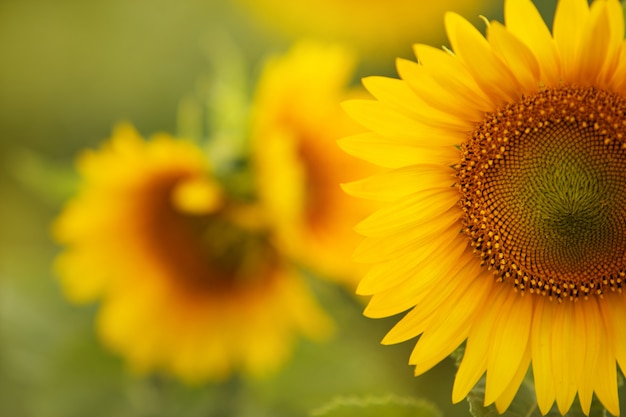 Tournesol sur le terrain