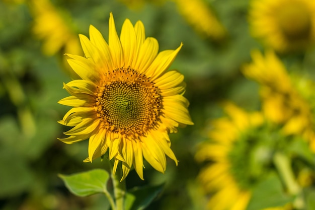 Tournesol sur le terrain