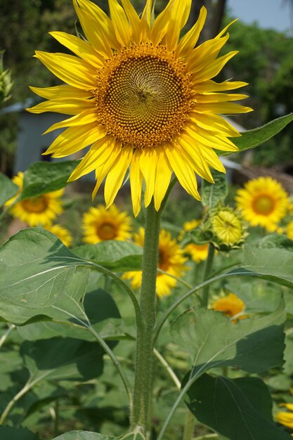 un tournesol avec une tige verte et une fleur jaune au milieu