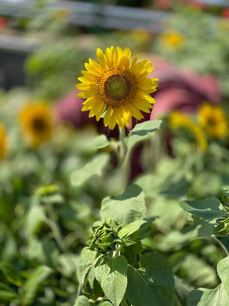 Tournesol tournesol focus