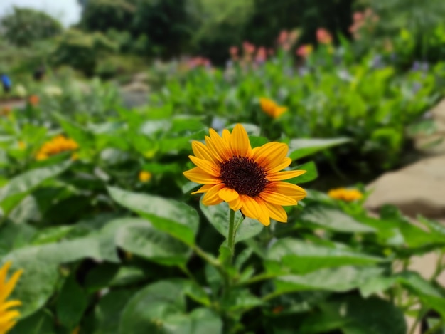 Tournesol vivace en fleur dans le jardin