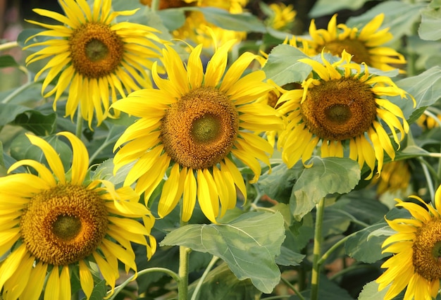 tournesol