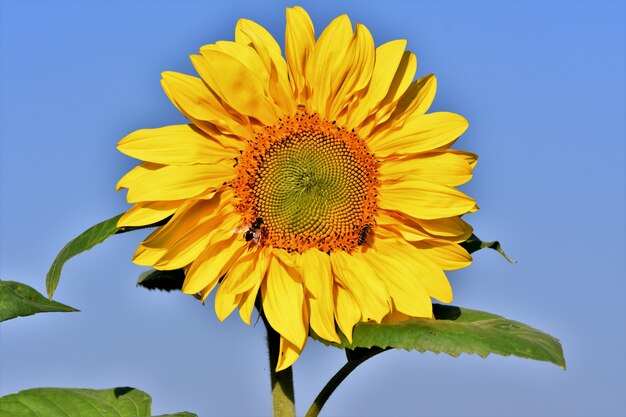 Tournesol