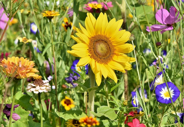 Tournesol