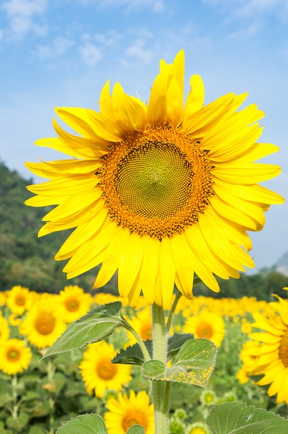 Tournesol