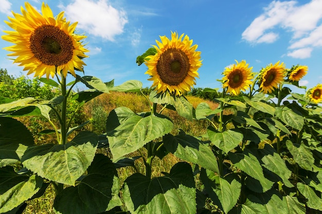 Tournesol