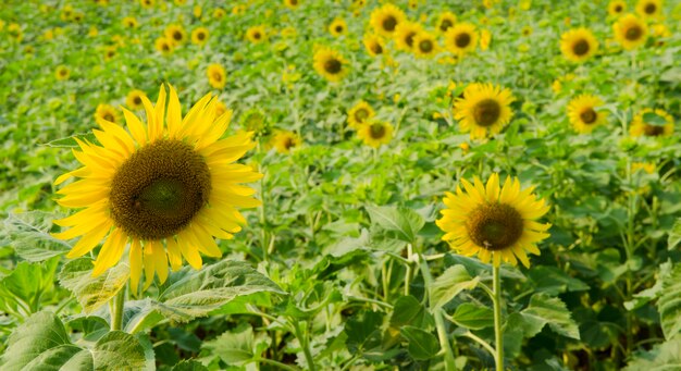 tournesol