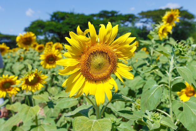 Tournesol