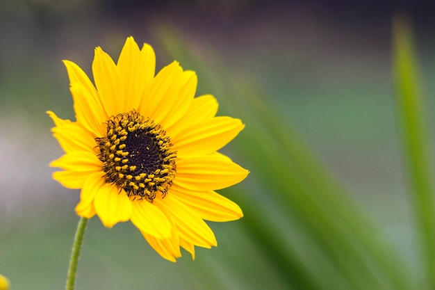 Photo tournesol