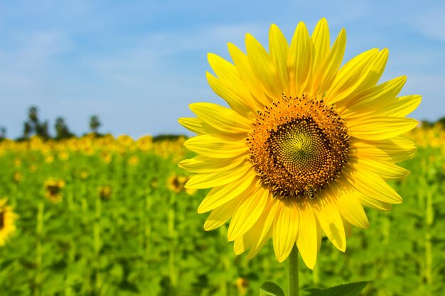 Photo tournesol