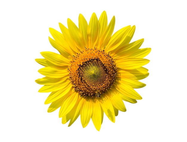 Tournesol