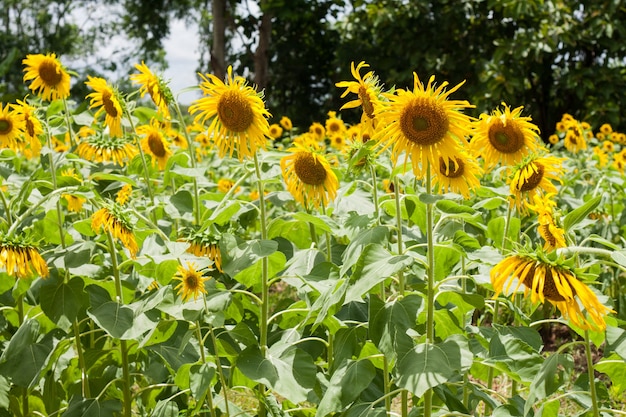 Tournesol