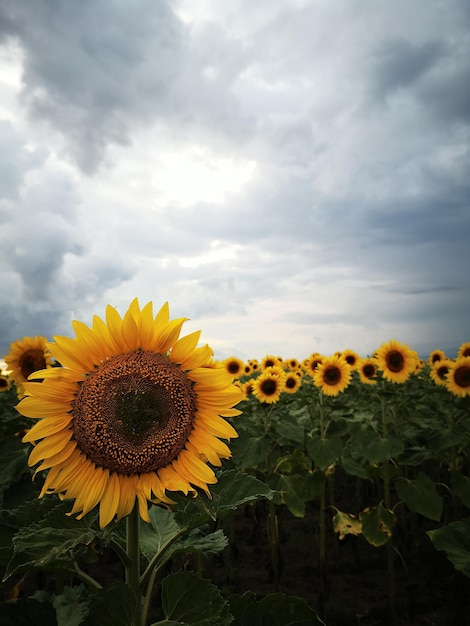 Photo tournesol