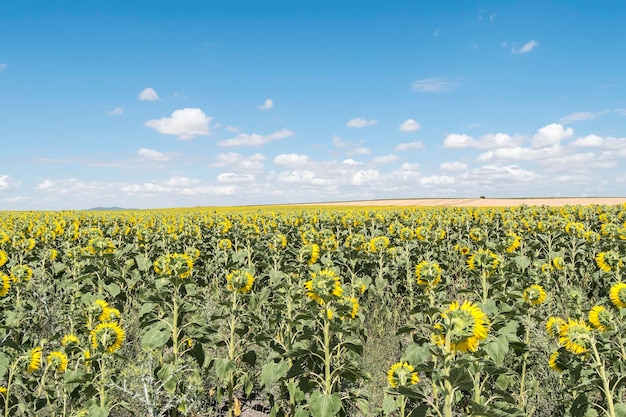 Tournesol