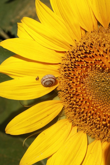 Le tournesol