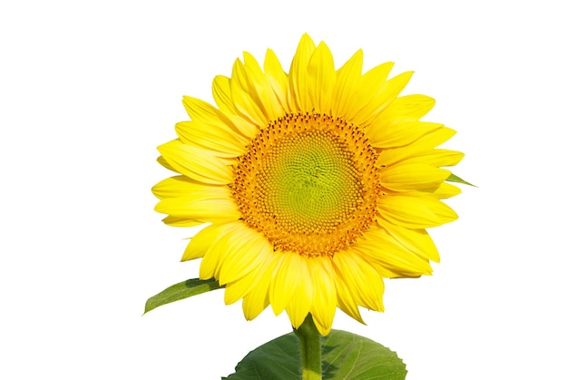 Tournesol