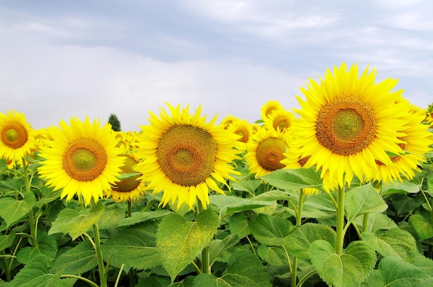 Tournesol