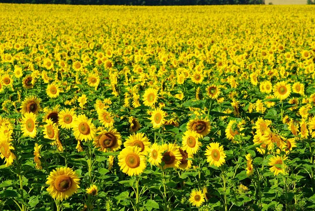 Tournesol