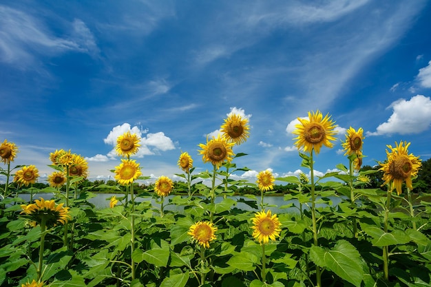 Tournesols avec abeille et ciel bleu