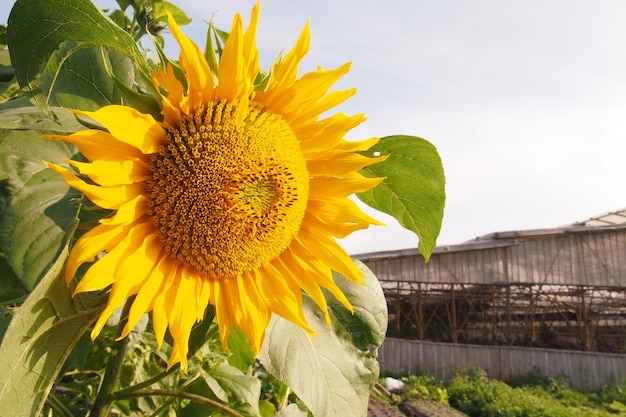 Tournesols l'après-midi