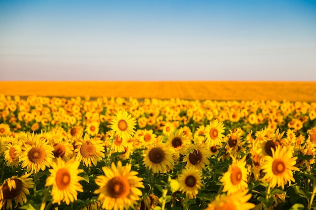 Tournesols au coucher du soleil