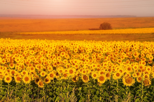 Tournesols au coucher du soleil