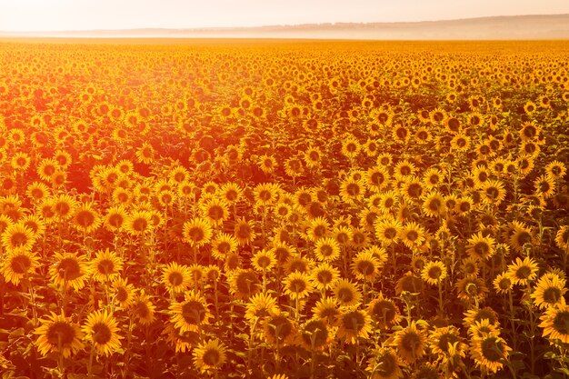 Tournesols au coucher du soleil