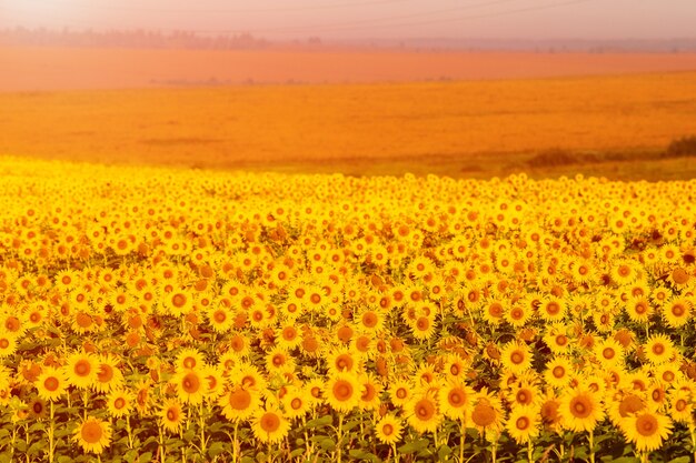 Tournesols au coucher du soleil