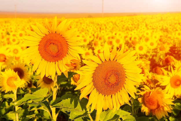 Tournesols au coucher du soleil