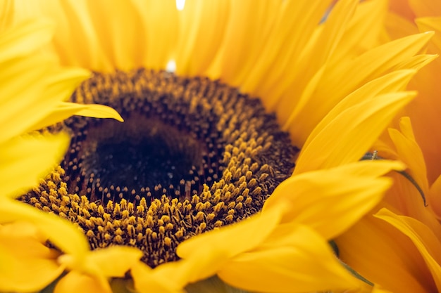 Tournesols au soleil