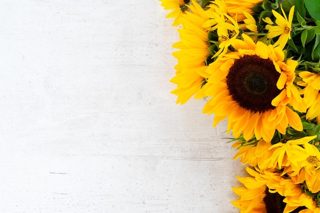 Tournesols sur blanc