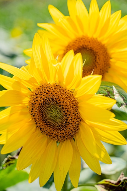 Tournesols blottis les uns contre les autres